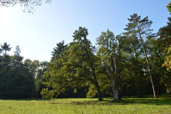 Ein großer Baumstumpf steht auf einer Wiese im Wald.