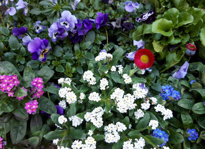 Weiße und blaue Blüten der Frühlingsblumen.