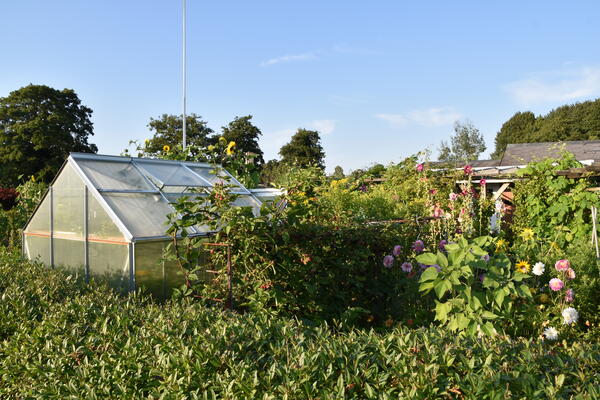 In einer Kleingartenparzelle der Kleingartenanlage Am Pfahlkrug steht hinter einer grünen Hecke ein Gewächshaus.
