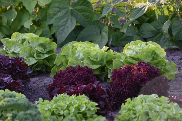 Grüne und rote Salatköpfe wachsen in einem Gemüsebeet in der Kleingartenanlage Am Pfahlkrug.