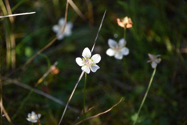Weiße Wildblumen wachsen im Naturschutzgebiet.