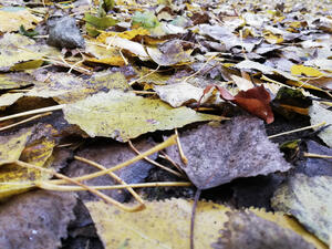 Viele bunte Blätter liegen am Boden.