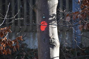 Ein Buchenstamm mit einer roten Farbmarkierung. Dieser Baum wird gefällt werden.