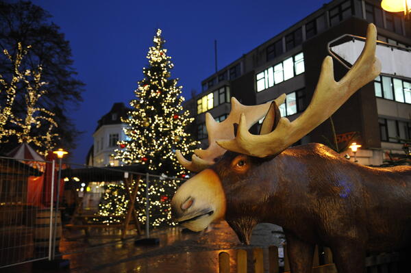 Ein künstlicher Elch steht auf dem Alten Markt in Elmshorn vor der erhellten Weihnachtstanne.
