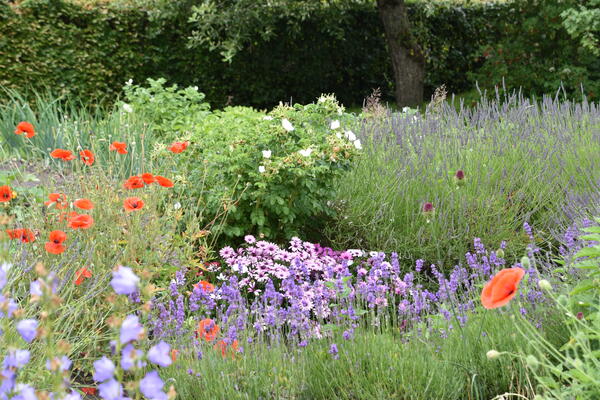 In einem Kleingarten in der Kleingartenanlage Heinrich Gadow blühen bunte Blumen.