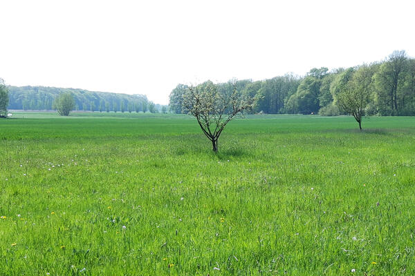 Ein kleiner Baum steht auf einer grünen Wiese.