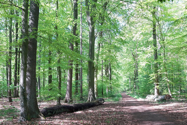 Der Weg führt durch einen Wald mit Büschen und Bäumen.