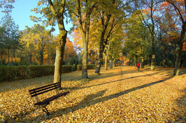 Eine Allee in Wittenberge im Herbst. An den Seiten stehen in regelmäßigen Abständen Bäume und der Boden ist mit Blättern bedeckt.
