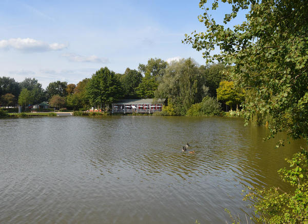 Auf dem See im Park schwimmen Enten.