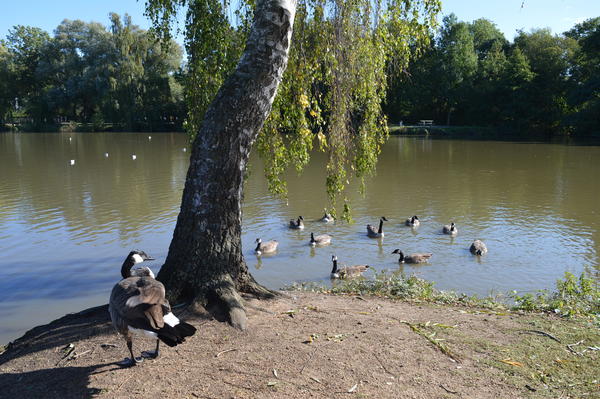 Auf dem See schwimmen mehrere Wasservögel. Eine der Gänse steht am Ufer.