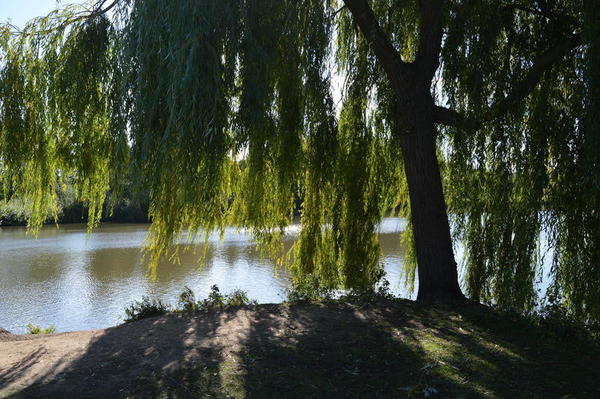 Die langen Zweige einer Weide am Ufer des Sees werfen lange Schatten.