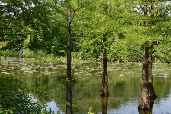 Sumpfzypressen wachsen im Wasserwald.