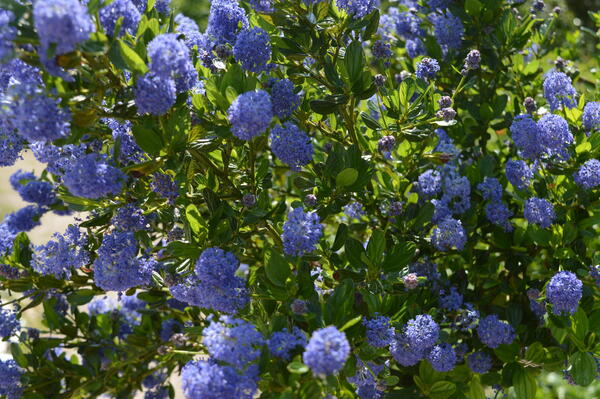 Ein Strauch trägt volle, blaue Blüten.