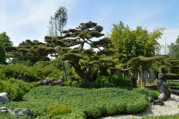 Der japanische Garten beeindruckt mit perfekt gestutzten Büschen und einer typischen Kiefer.
