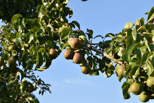 Reife Äpfel hängen an einem Apfelbaumzweig in der Kleingartenanlage Am Pfahlkrug .