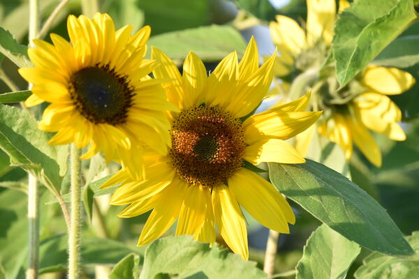 Zwei gelbe Sonnenblumen leuchten in der Sonne in der Kleingartenanlage Am Pfahlkrug.