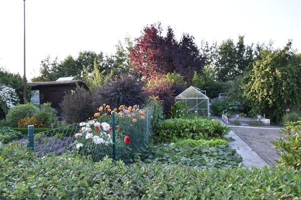 In einer Kleingartenparzelle der Kleingartenanlage Am Pfahlkrug steht ein kleines Gewächshaus. Es gibt gepflegte Gemüsebeete und Blumenbeete.