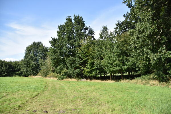 Unter Bäumen liegt ein großer Stein mit der Inschrift Bürgerwald 2016 im Liether Gehölz Wald.