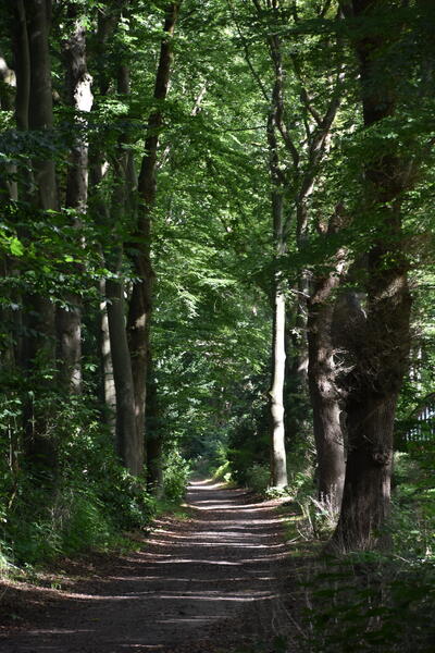Ein Weg zwischen Bäumen im Liether Gehölz Wald am Rosengarten. Sonnenlicht fällt zwischen den hohen Baumstämmen.