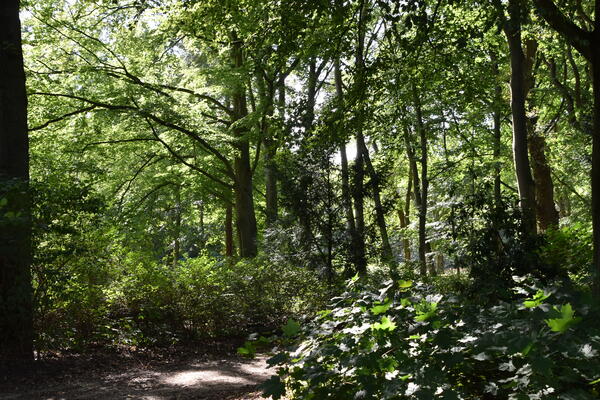 Sonnenlicht fällt durch grüne Laubbäume im Liether Gehölz Wald am Rosengarten.