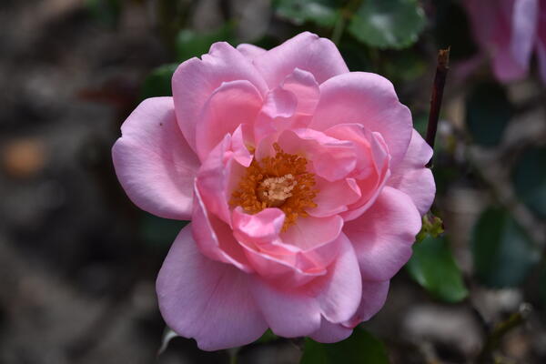 Eine rosa farbene Blüte einer einzelnen Rose.