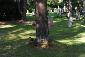 Ein Eichhörnchen hockt neben einem Baum, im Hintergrund sind Gräber zu sehen.