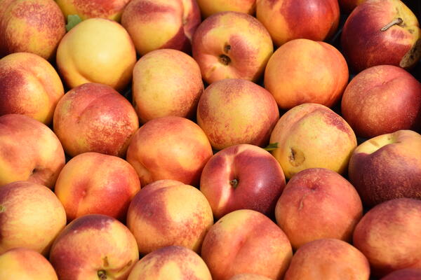 Viele reife Pfirsiche leuchten gelb und rot in der Sonne an einem Verkaufsstand  auf dem Buttermarkt.