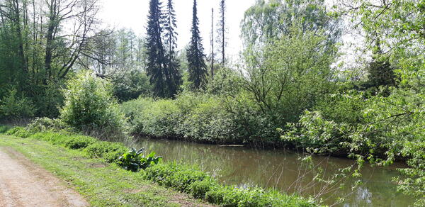 Ein Weg im Krückaupark führt an dem Fluß Krückau entlang. Die Büsche am Ufer sind grün. Es ist Frühling.