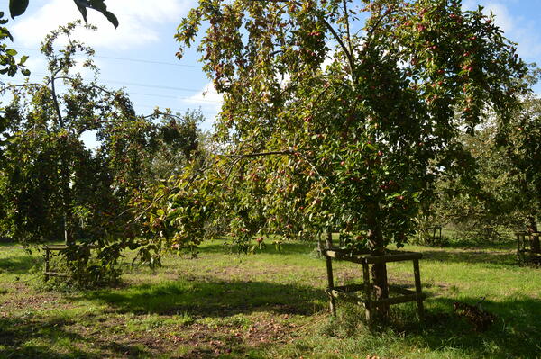Streuobswiese mit einigen Obstbäumen im Herbst.