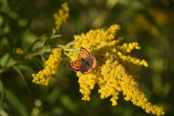 Ein kleiner, orange farbener Schmetterling sitzt auf der gelben Blüte einer Wildblume im Naturschutzgebiet.