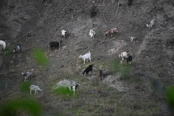 Ziegen grasen am Hang der Schlucht der Liether Kalkgrube und helfen die Vegetation zu pflegen.