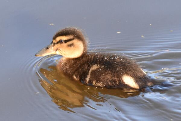 Ein niedliches, kleines Enten Küken schwimmt auf dem See im Steindammpark. Das flauschige Gefieder schimmert orange-braun in der Frühlingssonne.