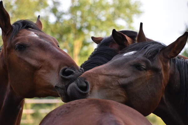 Zwei Pferde beschnuppern mit ihren Nüstern den Rücken eines dritten Pferdes.