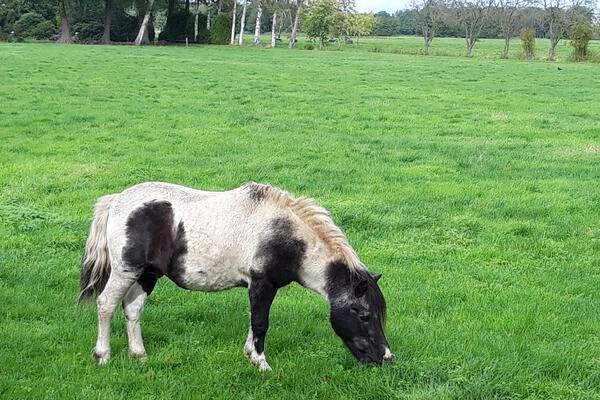 Ein schwarz-weißes Pony grast auf einer grünen Weide.