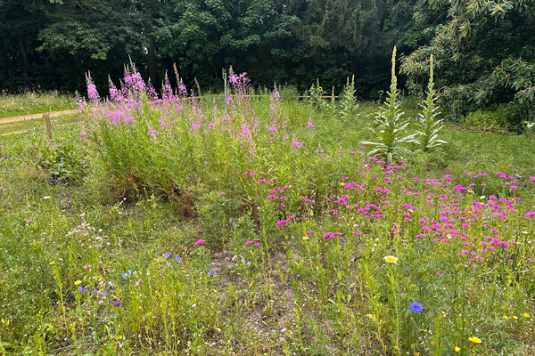Bild vergr&ouml;&szlig;ern: Wildwachsende Blumen auf einer Wiese, im Hintergrund befinden sich verschiedene B&auml;ume.