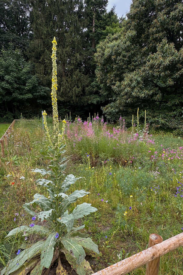 Bild vergr&ouml;&szlig;ern: Im Vordergund steht eine K&ouml;nigskerze, dahinter wachsen wilde Blumen auf einer Wiese, im Hintergrund befinden sich verschiedene B&auml;ume.