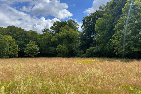 Bild vergr&ouml;&szlig;ern: Eine Wildwiese vor einer Reihe von gr&uuml;nen B&auml;umen.