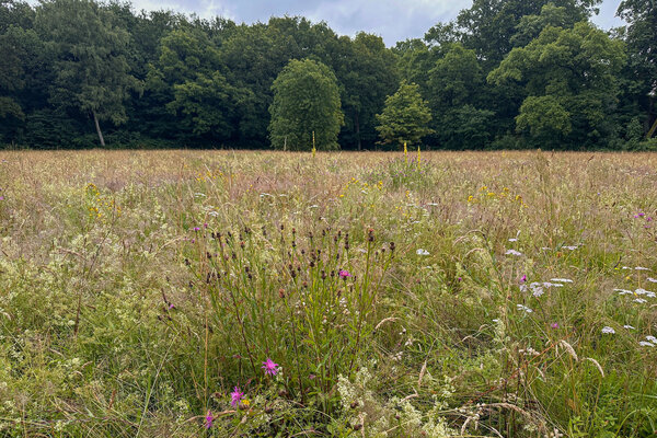Bild vergr&ouml;&szlig;ern: Eine Wiese, auf der wilde Blumen stehen, im Hintergrund stehen verschiedene gr&uuml;ne B&auml;ume.