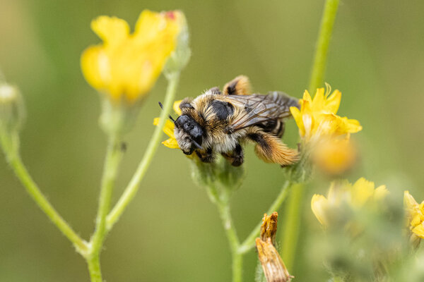 Bild vergr&ouml;&szlig;ern: Eine Biene in Makro-Aufnahme, die auf einer Blume mit gelben Bl&uuml;ten sitzt.