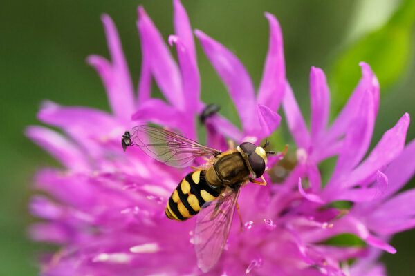 Bild vergr&ouml;&szlig;ern: Eine Schwebfliege sitzt auf einer pinkfarbenen Bl&uuml;te. Auf dem linken Fl&uuml;gel der Schwebfliege sitzt eine winzig kleine Fliege.