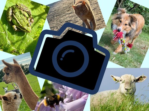 Collage von Tierbildern, wor&uuml;ber ein Kamerasymbol liegt.