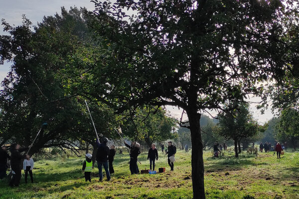 Bild vergr&ouml;&szlig;ern: Mehrere Personen mit Apfelpfl&uuml;ckern auf einer Wiese mit Obstb&auml;umen bei Sonnenschein.
