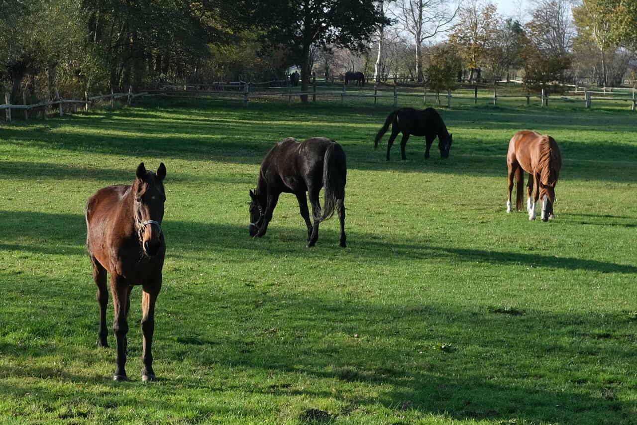 Vier braune Pferde grasen auf einer grünen Weide.