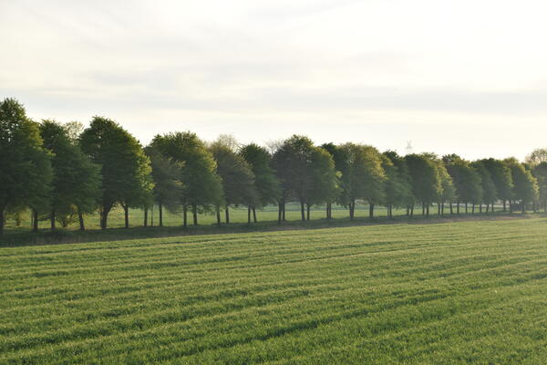 Blick vom Krückau-Deich auf eine grüne Wiese mit einer Baumreihe. Es ist Frühling.