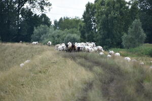Eine Schafherde trottet auf der Deichkuppe entlang. Einige der Schafe heben neugierig die Köpfe.