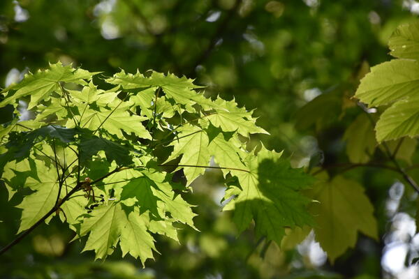 Die Frühlingssonne scheint auf die grünen Blätter eines Baumes im Liether Gehölz.