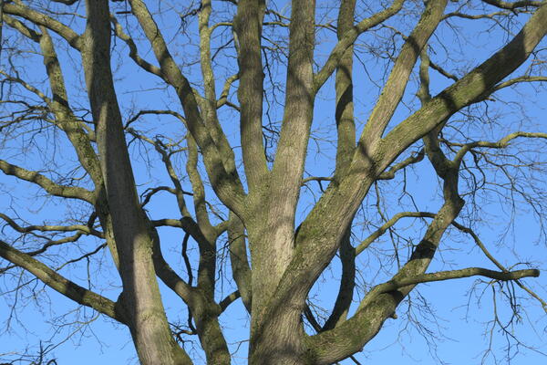 Baumkrone eines kr&auml;ftigen Baumes noch ohne Laub vor strahlemd blauen Himmel.