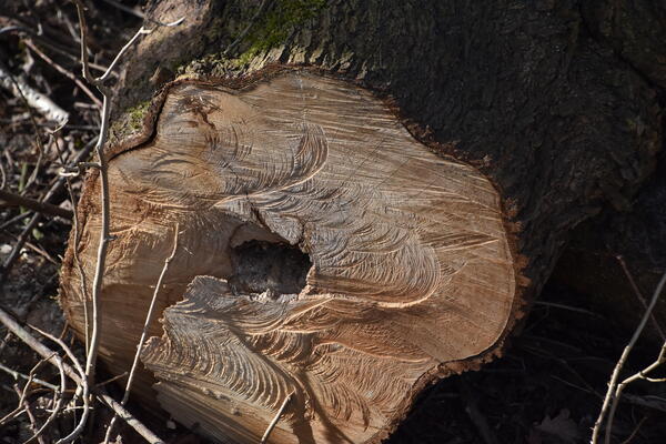 Symbolbild: Schnittfläche eines gefällten Baumes.