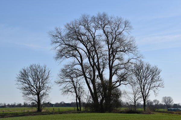 Die großen Bäume in der flachen Lanschaft tragen im frühen Frühjahr noch keine Blätter.