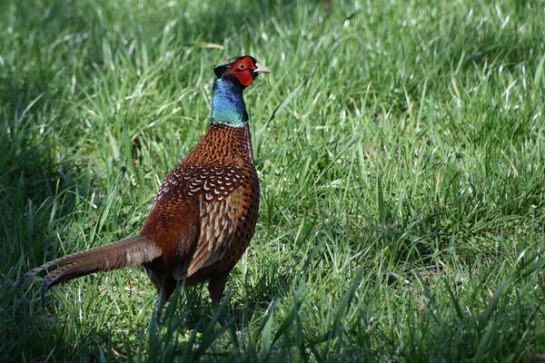 Ein bunter Fasan steht im Gras. Der Hahn hat ein farbenprächtiges Gefieder. Der Körper hat braune Federn, der Hals ist leuchtend blau und der Kopf hat eine rote Musterung.